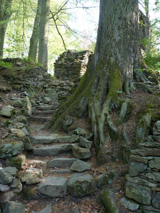 In einer Treppe verwurzelter Baum